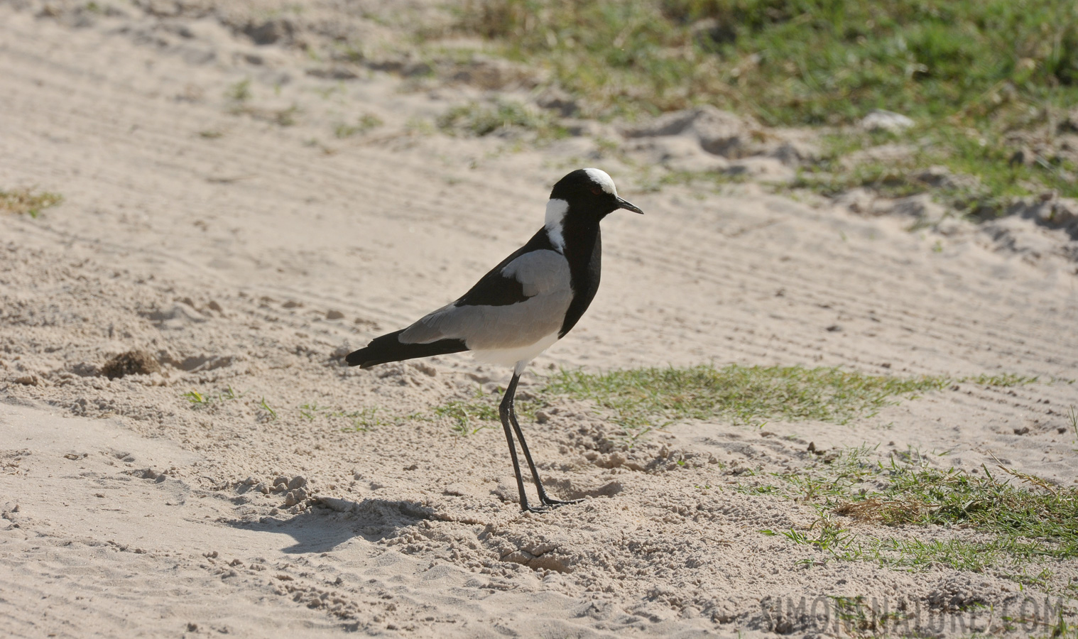 Vanellus armatus [550 mm, 1/640 sec at f / 13, ISO 500]